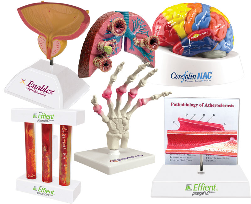 anatomical-models