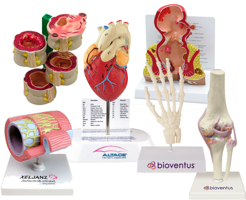 anatomical-models