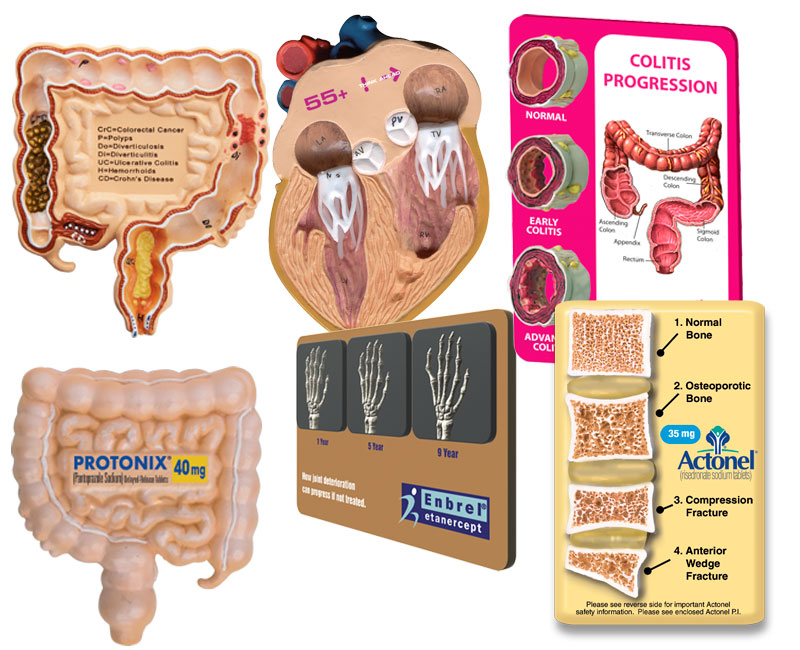 anatomical-models